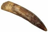 Fossil Spinosaurus Tooth - Real Dinosaur Tooth #333438-1